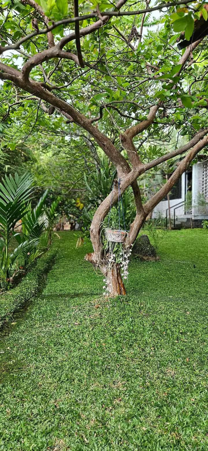 Pannadikadu Ranch House x Solis Nature