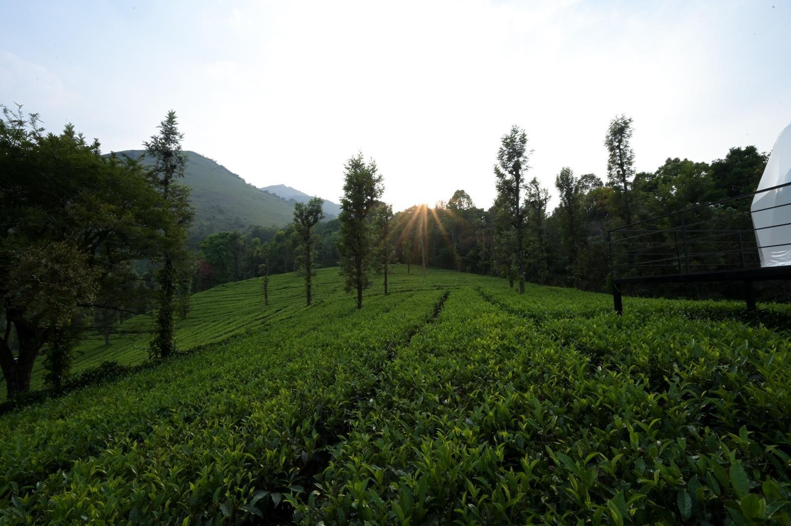 Vythiri Tea Valley  Domes & Tenting 3 x Solis Nature