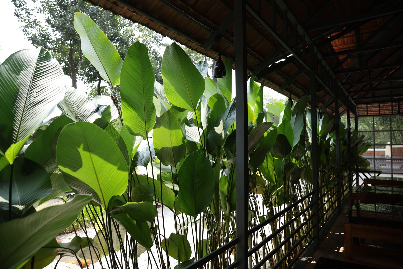 Nature Cascade Resort x Solis Nature