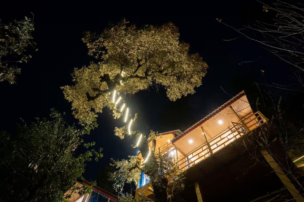 The Wooden Nest x Solis Nature