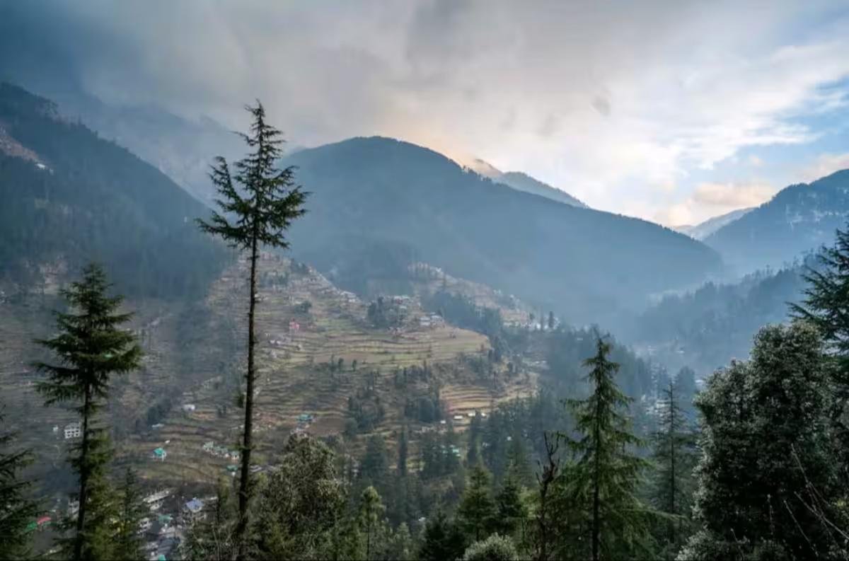 The Wooden Nest x Solis Nature