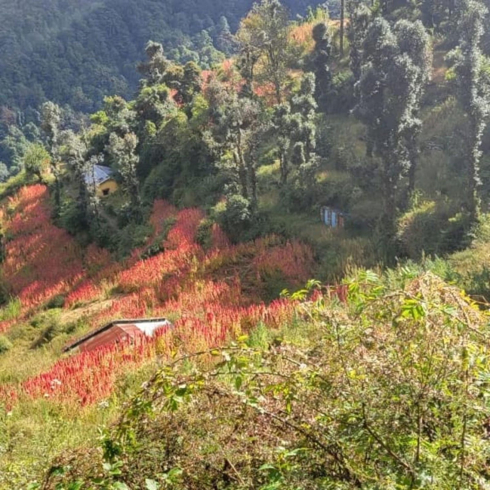 Bharat Homestay - The Native Himalayan x Solis Nature