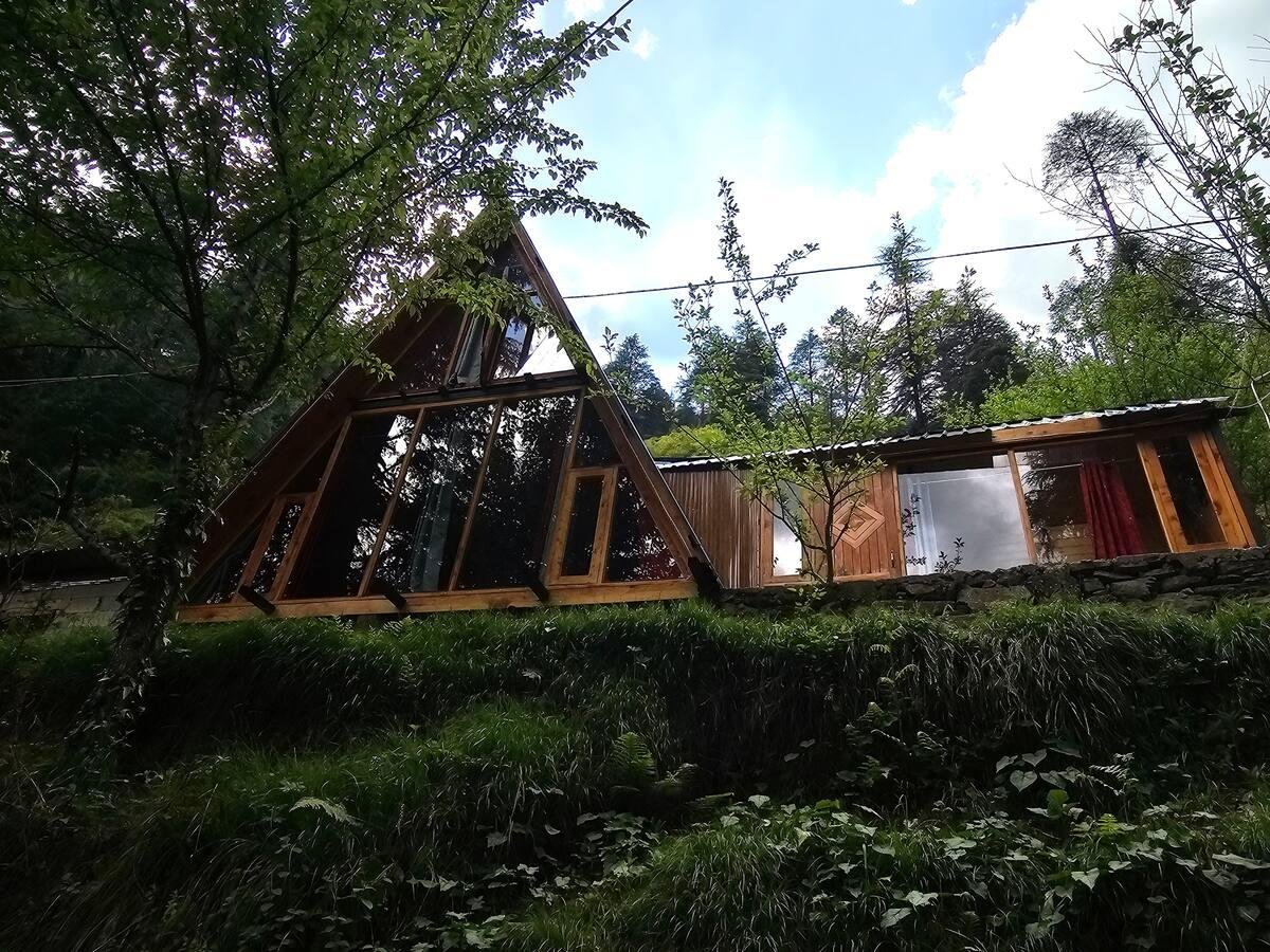 Jungle frames A frame x Solis Nature