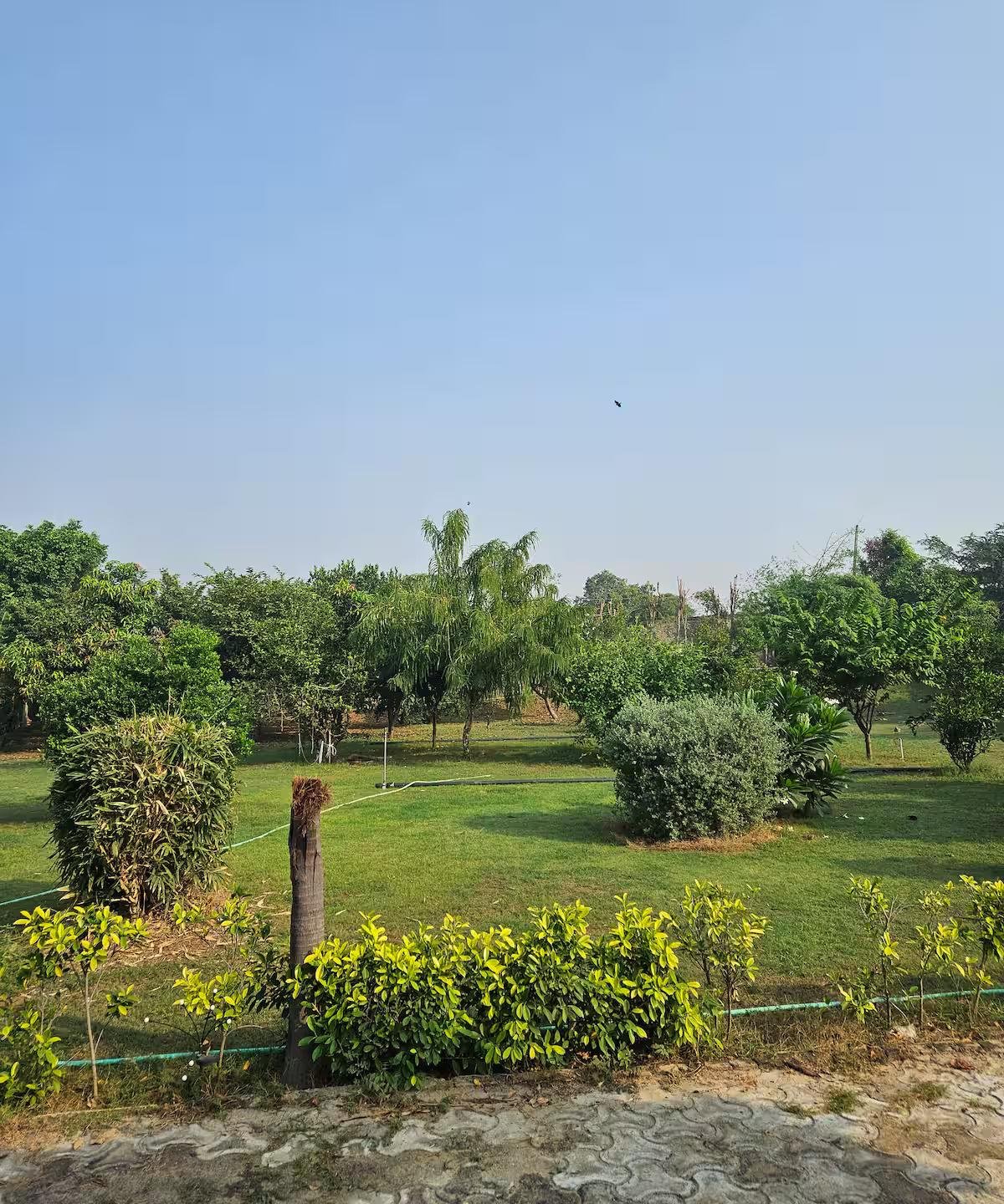 Ekant Farm (NCR) x Solis Nature