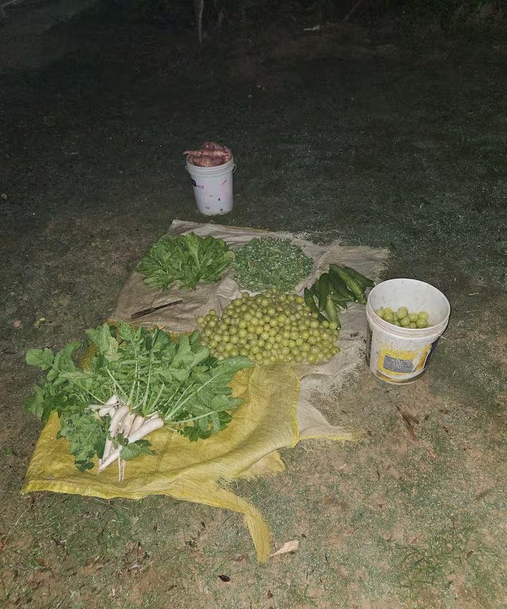 Ekant Farm (NCR) x Solis Nature