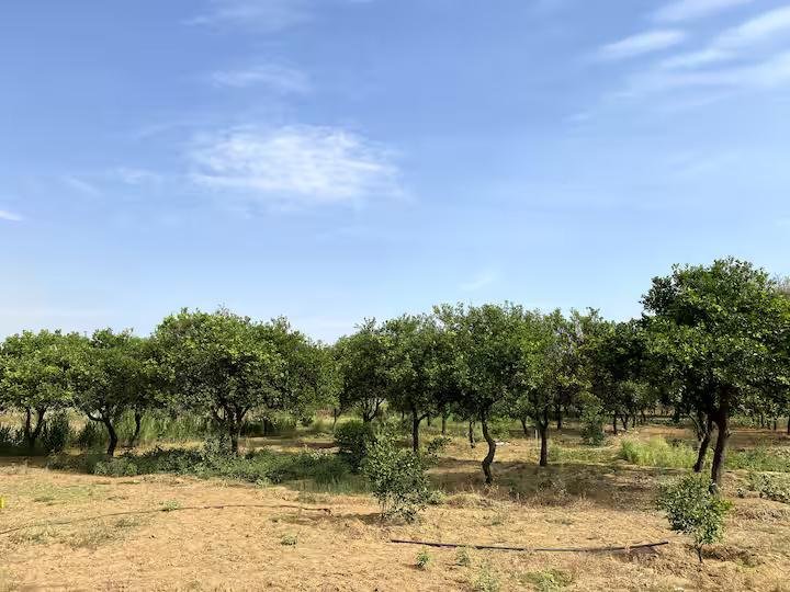 Farm stay in Gurugram | Pet Friendly x Solis Nature