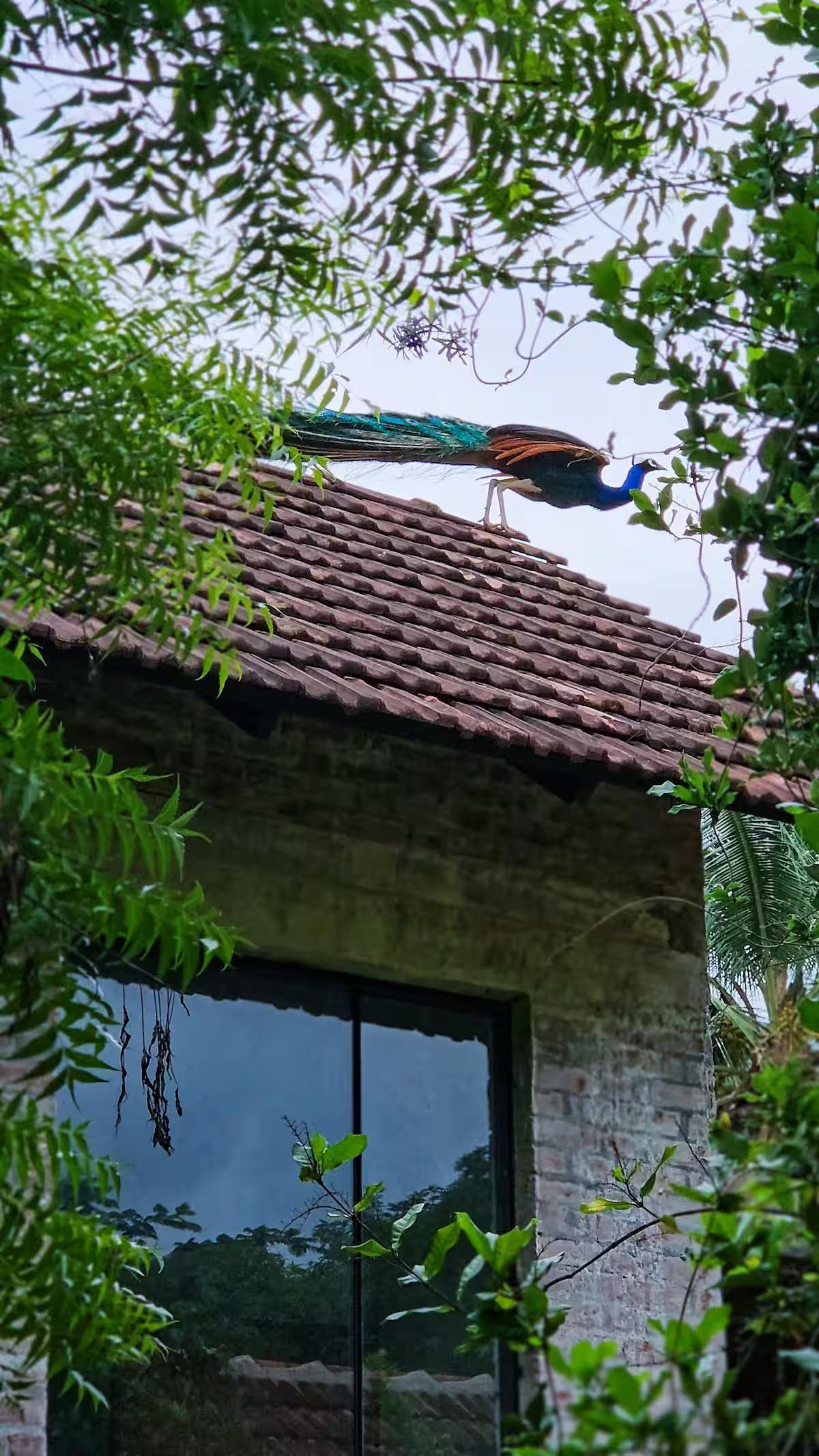 Pannadikadu Ranch House x Solis Nature