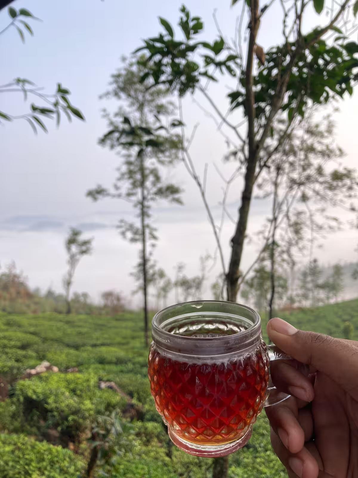 Thumpayil Hills Tree House x Solis Nature