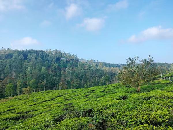 Pekoe Plantation Cottages Kuttikanam x Solis Nature