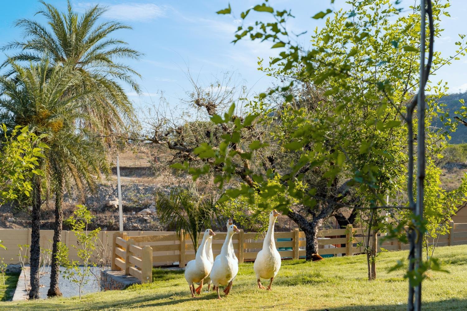 Ghudshaal Farms x Solis Nature
