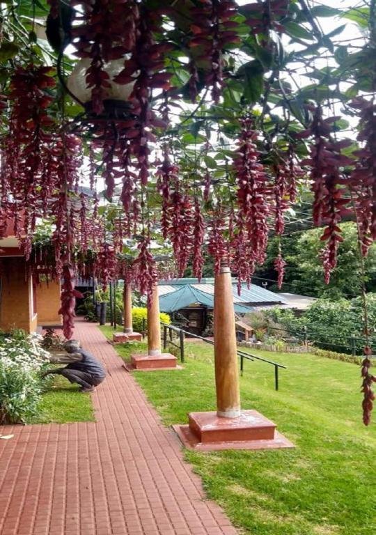 De Rock Jungle Living Resort -Plain View Room x Solis Nature
