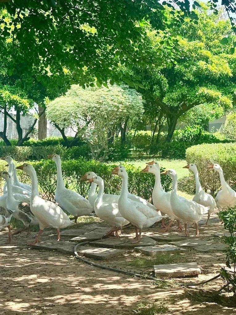 Arise Rustic Village Resort - Manesar x Solis Nature